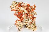 Bright Orange Crocoite Crystal Cluster - Tasmania #182866-1